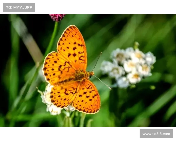 蝴蝶平原生态保护的五大常识及其重要意义解析